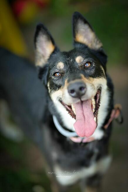 Jedna Nutka, wielkie serce – może Ty ją weźmiesz w ręce?