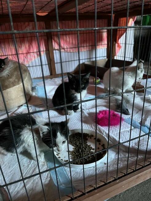 Kociaki grzecznosciowo pilne