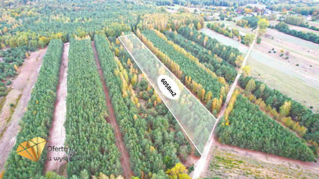 Działka leśna Stary Antonin gm. Firlej,