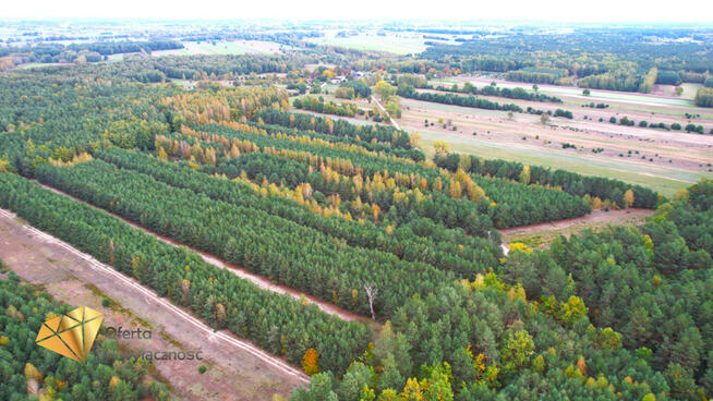 Działka leśna Stary Antonin gm. Firlej,