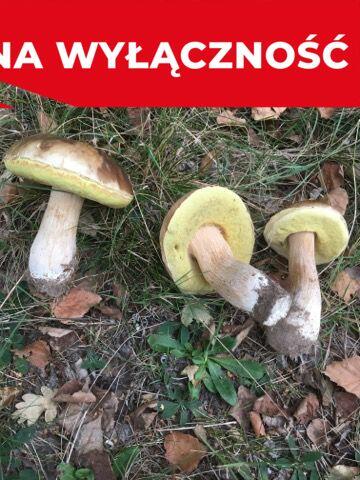 Działka budowla 3117 m2 w Kowali gm. Puławy.