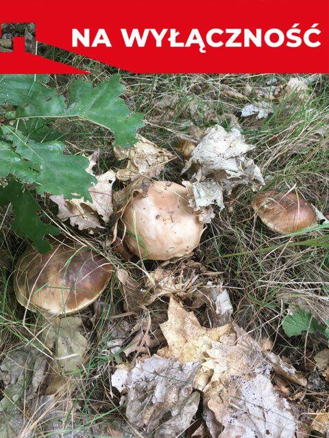 Działka budowla 3117 m2 w Kowali gm. Puławy.