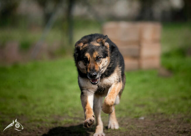 Pogodny senior Leo pilnie szuka domu tymczasowego