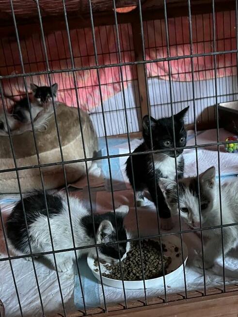 Kociaki grzecznosciowo pilne