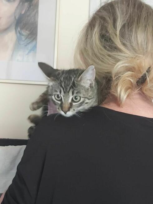 Najsłodszy tygrysek Toficzek 7 mies.