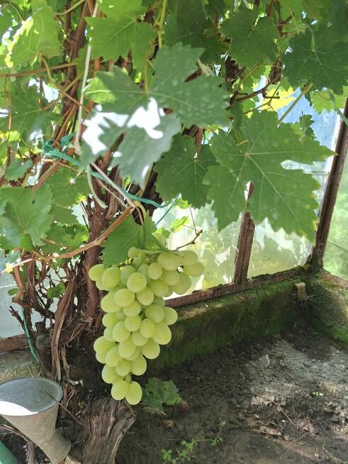 Działka Rod na sprzedaż