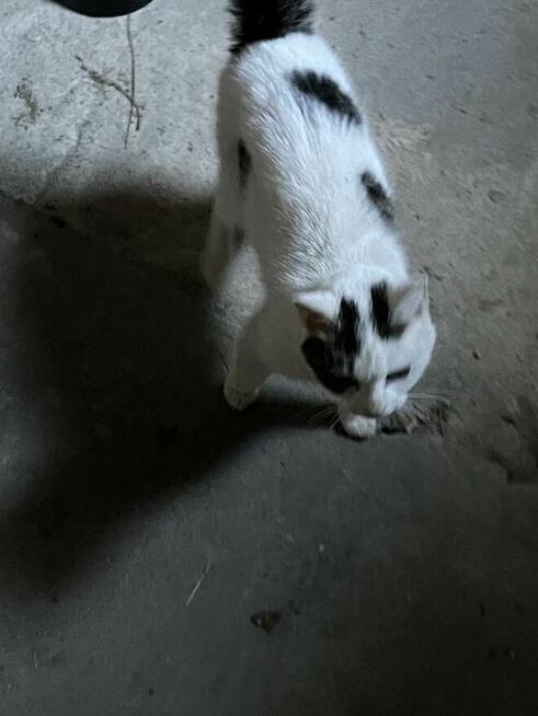 Kotka pilne grzecznosciowo