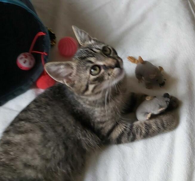 Najsłodszy tygrysek Toficzek 7 mies.