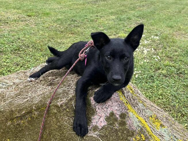 Apel szczeniaczek do pilnej adopcji Schronisko Sokołów Podl.