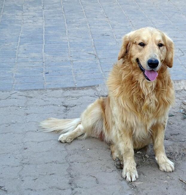 Golden retriever reproduktor/ krycie