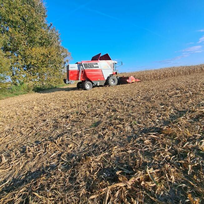 Zbiór Kukurydzy na Ziarno z transportem Tanio