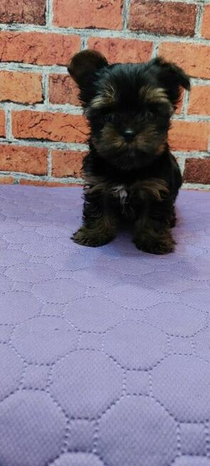 Malutki Chłopiec yorkshire