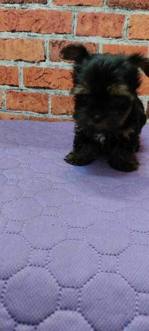 Malutki Chłopiec yorkshire