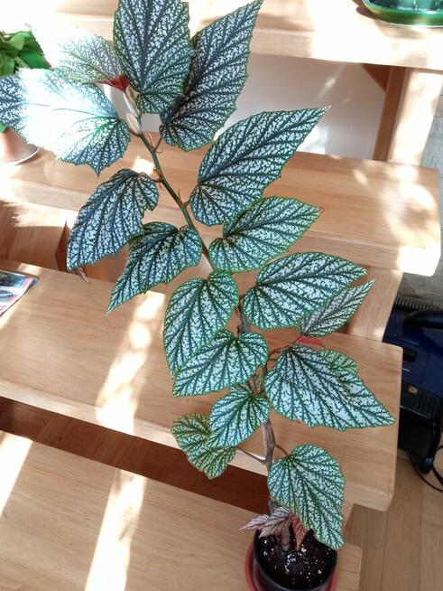 Piękny duży fiołek obficie kwitnący i ...