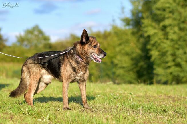 Stellar - w typie Owczarek niemiecki; porzucony senior