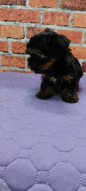 Malutki Chłopiec yorkshire