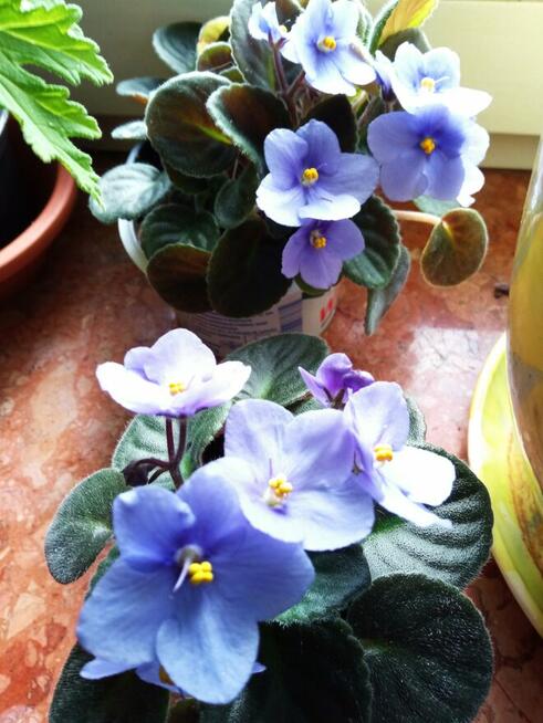 Piękny duży fiołek obficie kwitnący i ...