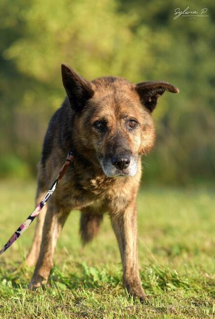 Stellar - w typie Owczarek niemiecki; porzucony senior