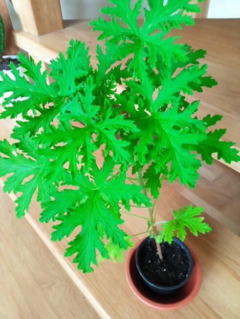 Piękny duży fiołek obficie kwitnący i ...