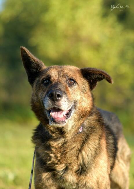 Stellar - w typie Owczarek niemiecki; porzucony senior