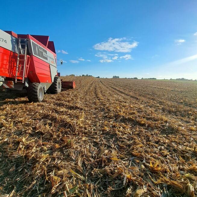 Zbiór Kukurydzy na Ziarno z transportem Tanio