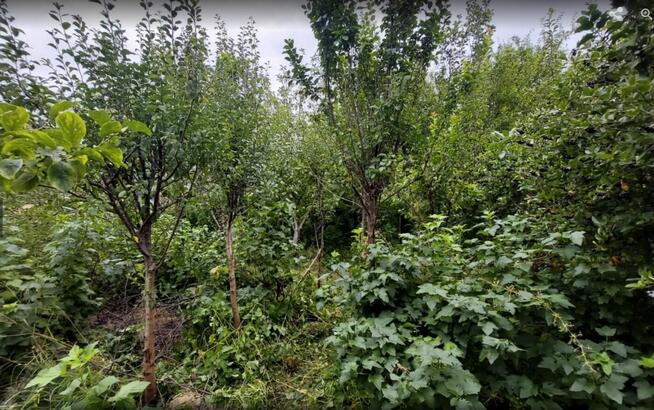 NOWA CENA !!! dzialka ROD Sloneczny Reda obwodowa 302m2