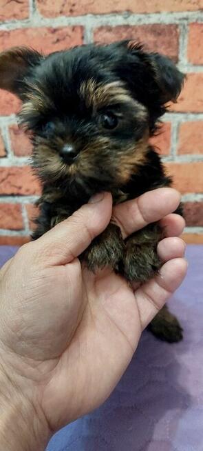 Malutki Chłopiec yorkshire