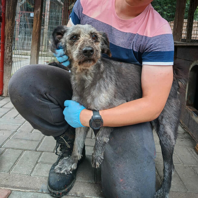 Misiu - kochany, domowy, przyjazny sznaucer mix