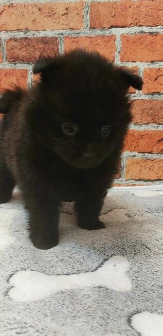 Pomeranian szpic miniaturowy