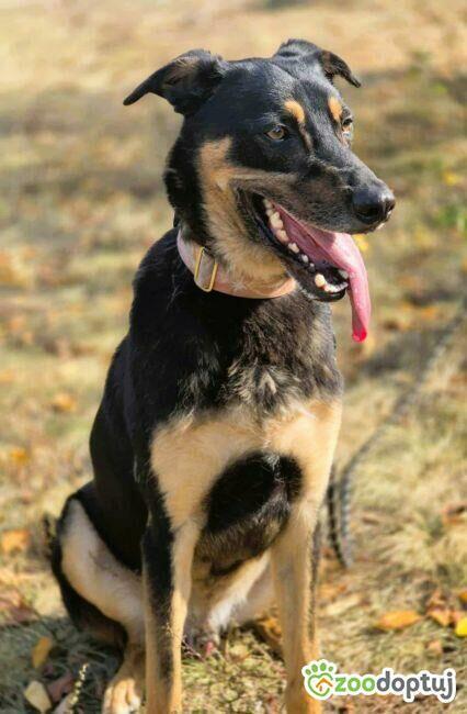 FIGARO - aktywny, wesoły, super pies do adopcji