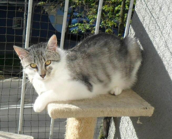 Srebrny kumpel dla Twojego kotka, 1 rok