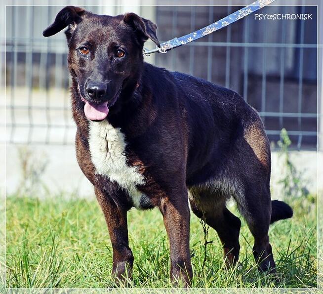 Luna – wyjątkowa sunia z wielkim sercem ciągle ufa