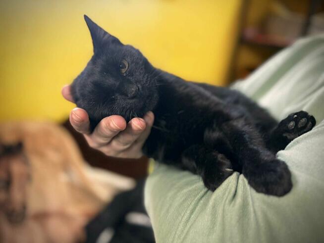 MiauDonna - śpiewająca i bardzo dobrze ułożona kotka