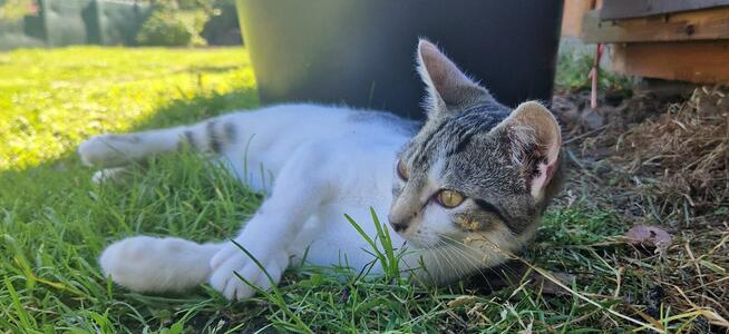 Oddam 4 miesięcznego kociaka w dobre ręce