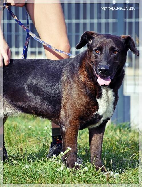 Luna – wyjątkowa sunia z wielkim sercem ciągle ufa