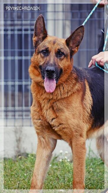 Szeryf – dostojny, zapatrzony w człowieka chłopak w typie ON