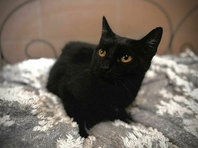 MiauDonna - śpiewająca i bardzo dobrze ułożona kotka