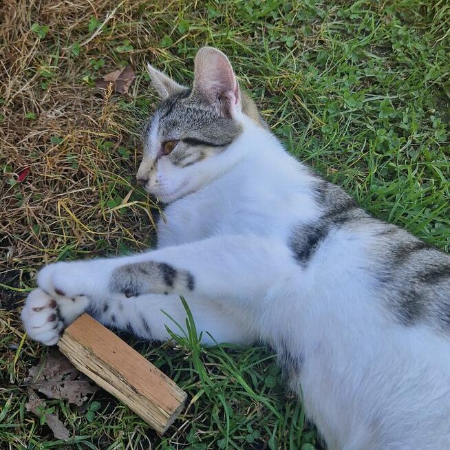 Oddam 4 miesięcznego kociaka w dobre ręce