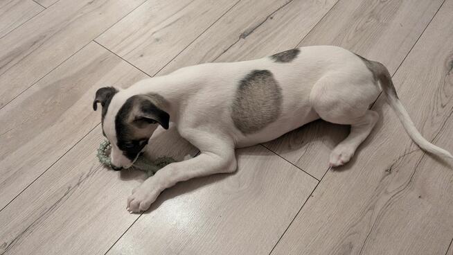 Chart whippet szczeniak pies