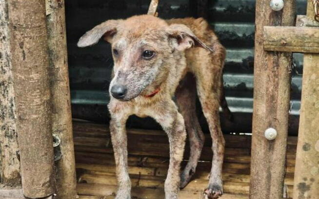 Na karmę pieskom na Filipinach