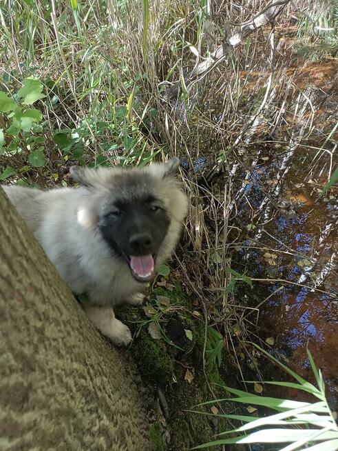 Szczeniaki szpic wilczy FCI Zkwp