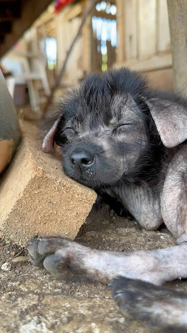 Na karmę pieskom na Filipinach