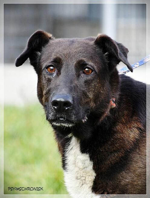 Luna – wyjątkowa sunia z wielkim sercem ciągle ufa