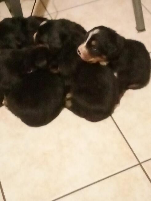 Oddam w dobre ręce Berneńskie Psy Pasterskie