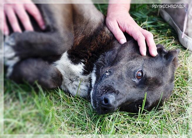 Luna – wyjątkowa sunia z wielkim sercem ciągle ufa
