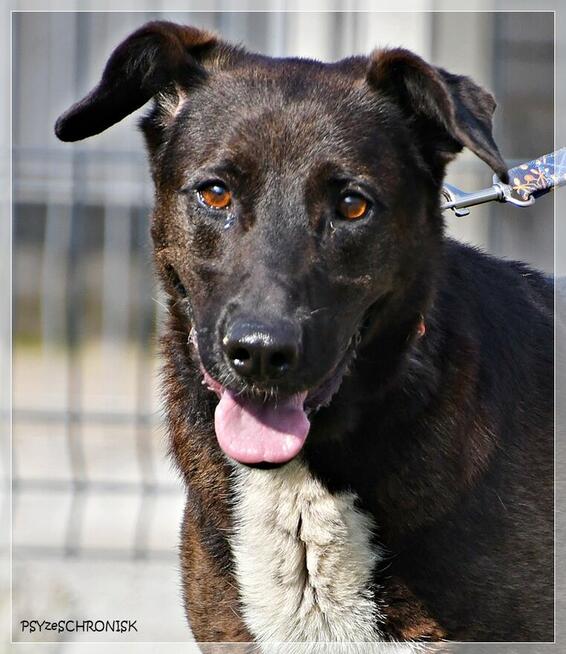 Luna – wyjątkowa sunia z wielkim sercem ciągle ufa