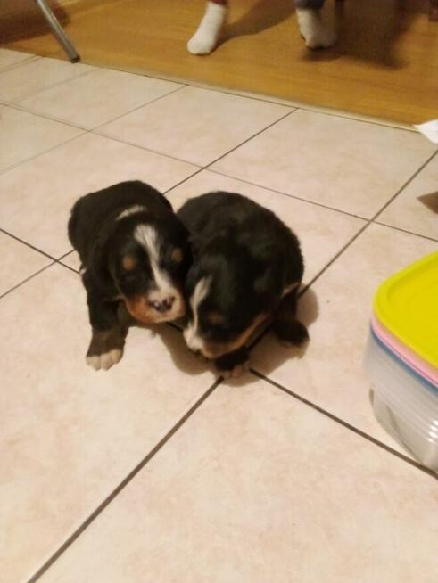 Oddam w dobre ręce Berneńskie Psy Pasterskie