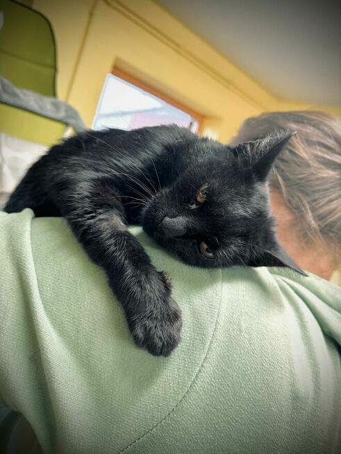 MiauDonna - śpiewająca i bardzo dobrze ułożona kotka