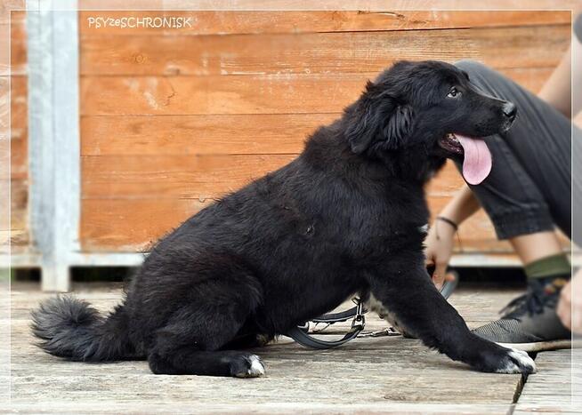 Bella – urocza psia dziewczynka do pilnej adopcji