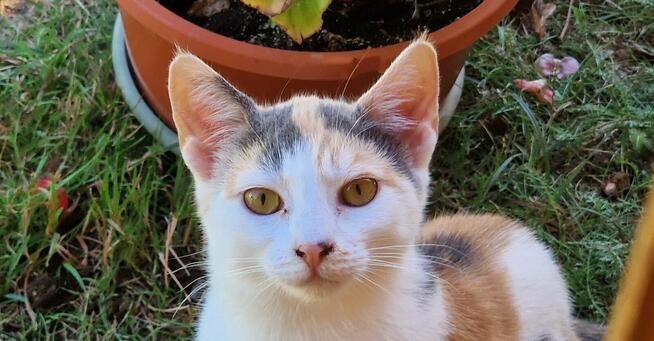 Czteromiesięczna kotka szuka dobrego domu :)